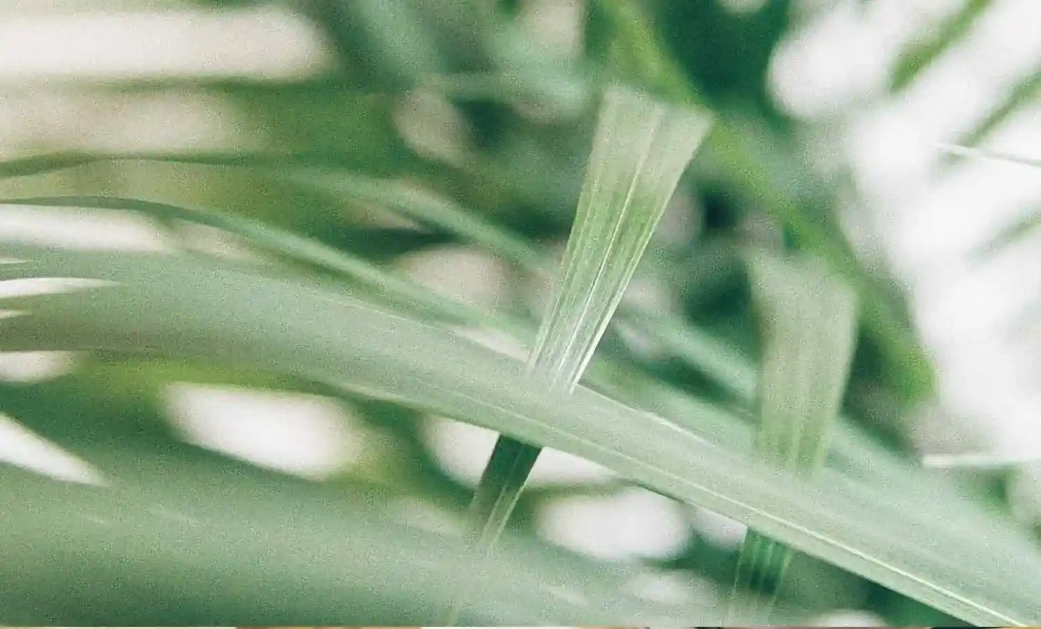 Aveline luxury residences